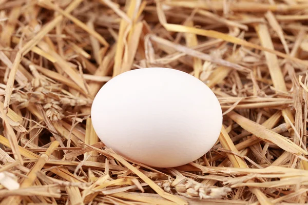 Białe jajko w słomy — Zdjęcie stockowe