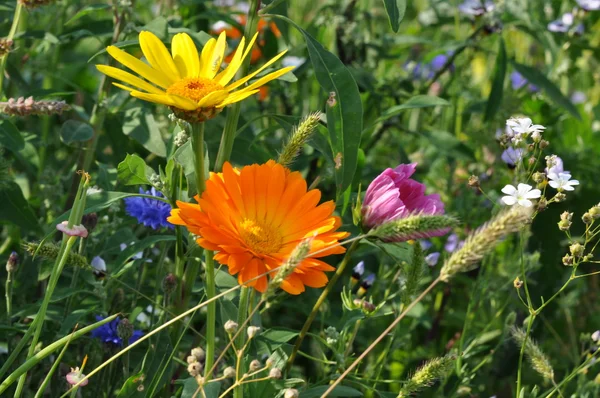 Détail de fleurs d'été colorées — Photo