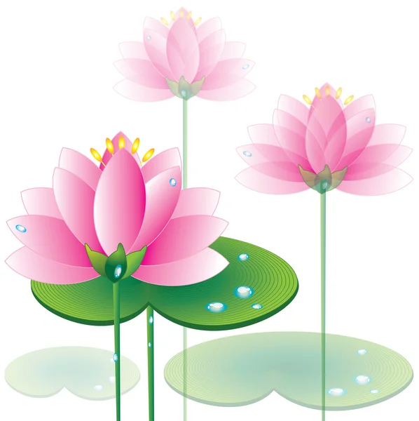 Lotus isolated — Stock Photo, Image