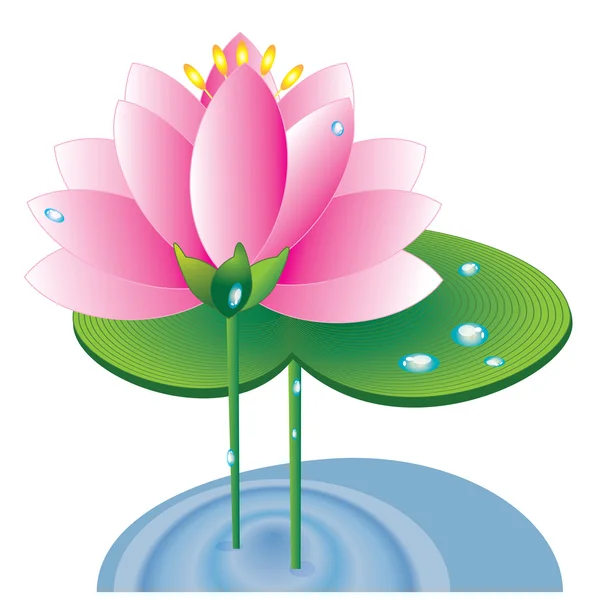 Lotus, vektör — Stok Vektör