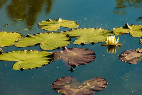 stock image Lily flower