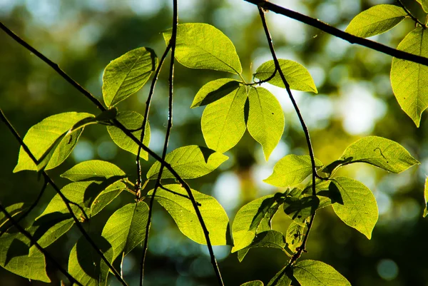 stock image Branches with leaves