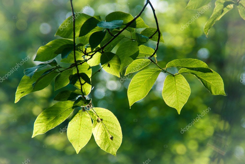 Branches with leaves — Stock Photo © leanna #10743651