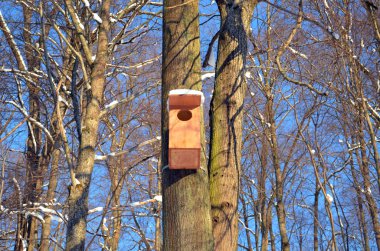 Large wooden nesting-box hanging on tree blue sky clipart