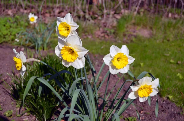 Daffodils narcissus flower bloom yellow color — Stock Photo, Image