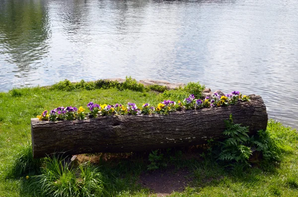 Květinářství Viola pansy uvnitř hrnce kmen stromu — Stock fotografie