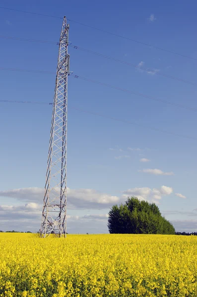 Electric pole background agricultural rape fields — Stock Photo, Image
