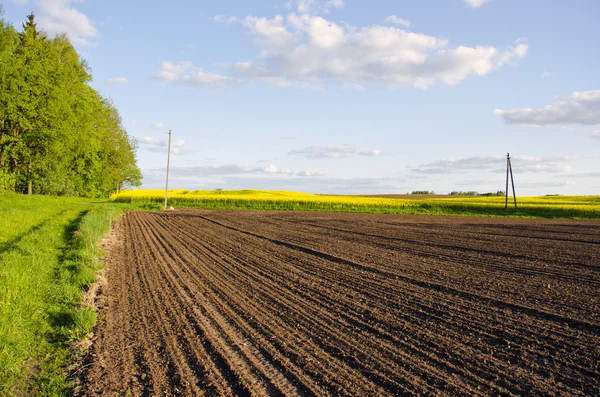 Plowed rapeseed rural agricultural fields blue sky — Stock Photo, Image