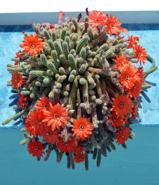 Torch cactus blooms flowers inside summerhouse — Stock Photo, Image