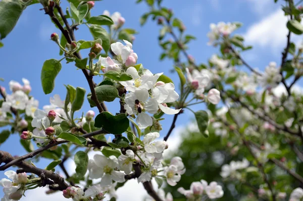 盛开的苹果的树状分支和蜜蜂收集花蜜 — 图库照片
