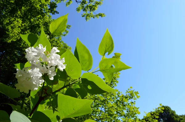 白丁香鲜花绽放和蓝蓝的天空上的绿叶 — 图库照片