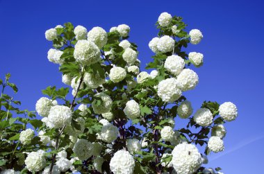 Snowball white blooms on blue sky. Viburnum opulus clipart