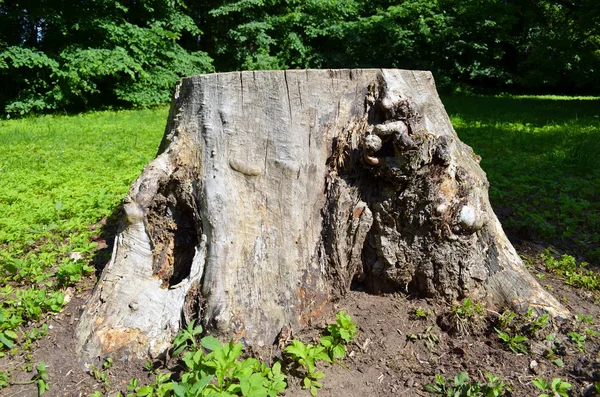 오래 된 큰 잘라 나무 그 루터 기의 클로즈업 — 스톡 사진
