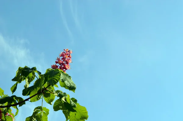 Czerwony conker kwitnący piękne drzewa na błękitne niebo — Zdjęcie stockowe