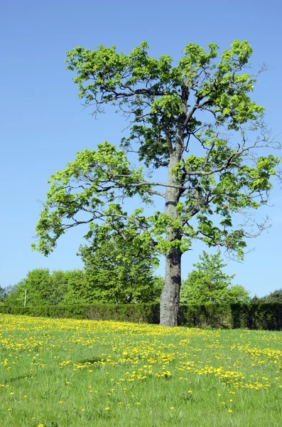 Çayır sow thistle çiçek akçaağaç ağaç çit — Stok fotoğraf