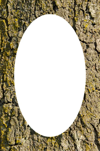 Cadre en gros plan du tronc et ovale blanc isolé — Photo