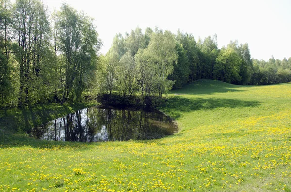 Teich in Wiesennähe säen Distelblumen und Wald — Stockfoto