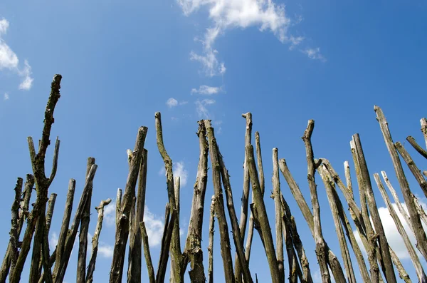Bulutlu gökyüzü mavi ağaç dallarında yapılan çit — Stok fotoğraf
