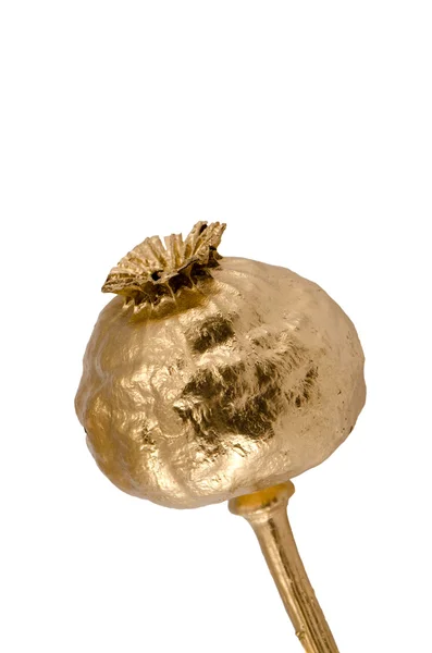 Gouden kleur geschilderd poppy hoofd geïsoleerd op wit — Stockfoto