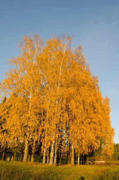 Žlutá břízy v podzimním parku poblíž rezavé plot — Stock fotografie