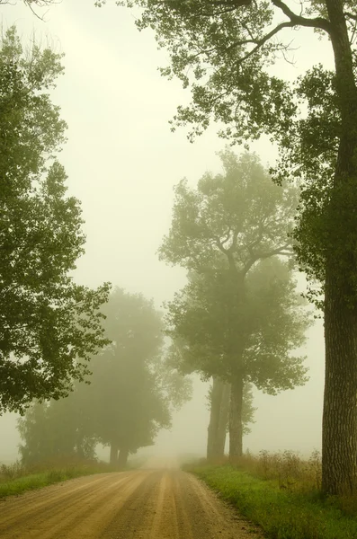 Grind weg oude bomen verdrinken in de ochtend mist — Stockfoto