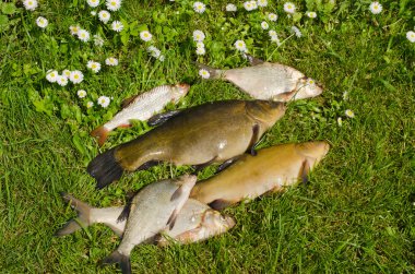 Lake fishes tench, bream, roach catch green grass clipart