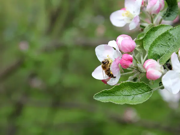 Весенний лес с пчелой — стоковое фото