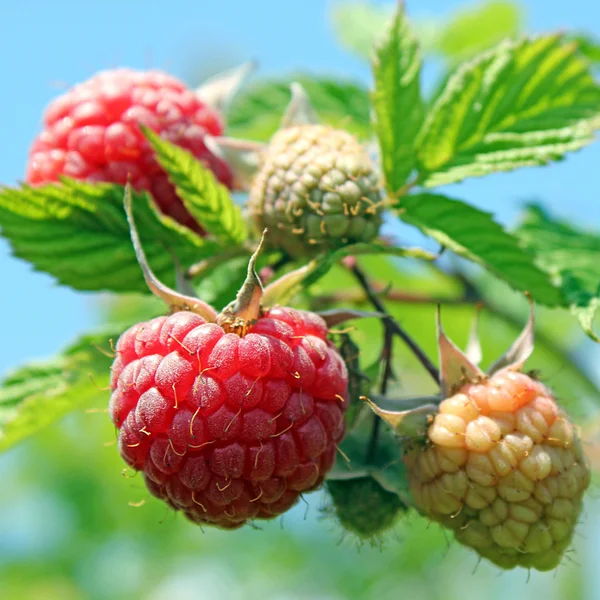 stock image Raspberry