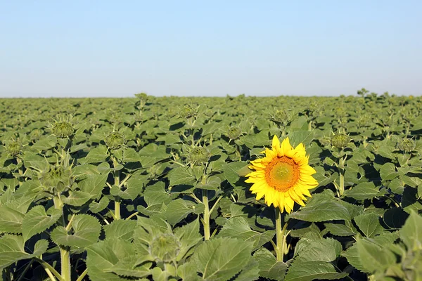 stock image First blooming sunflower