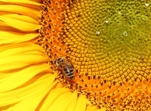 Closeup arı ile ayçiçeği — Stok fotoğraf
