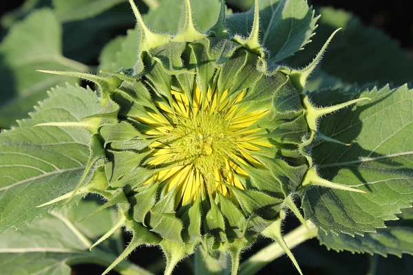 stock image Sunflower bud