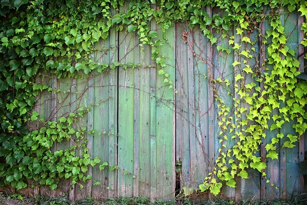 Cornice foglia verde naturale — Foto Stock