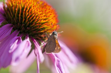 coneflower ve Kaptan kelebek