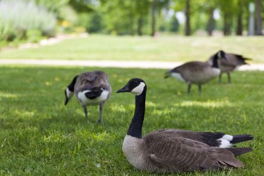 Canadian Geese clipart