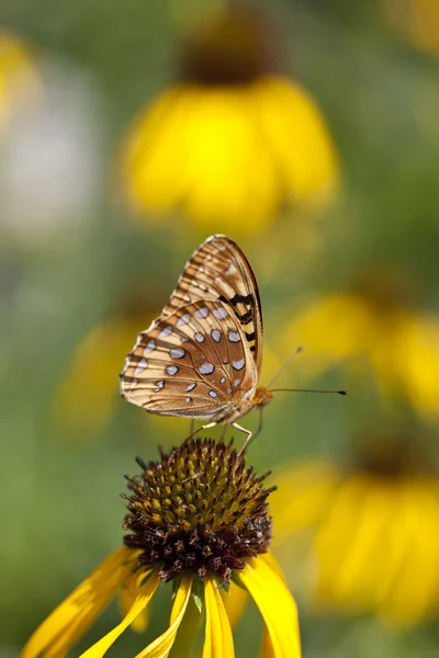 Sonnenhut und Schmetterling — Stockfoto