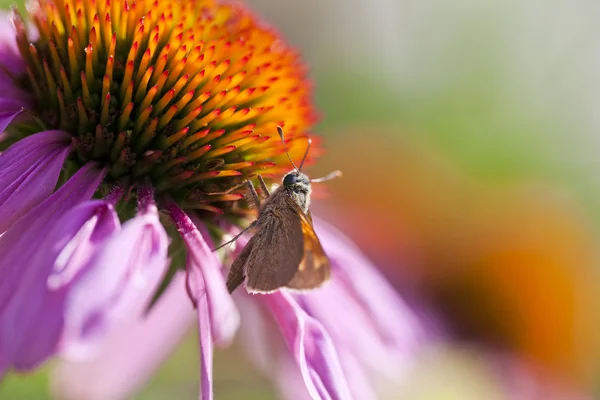コーンフラワーし、スキッパーの蝶 — ストック写真