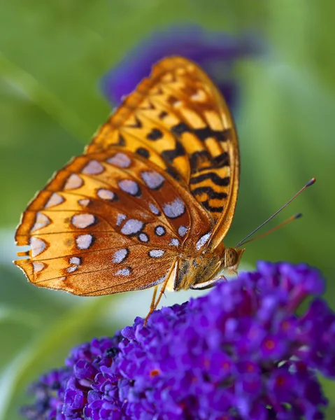 Großer Spangled Fritillary-Schmetterling — Stockfoto