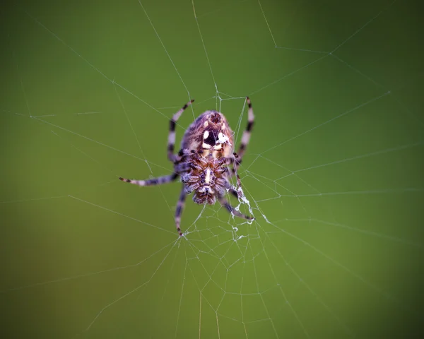 Orb vävare spindel — Stockfoto