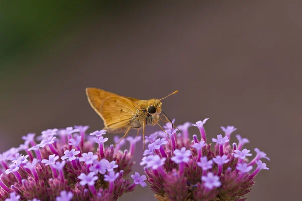 スキッパーの蝶 — ストック写真