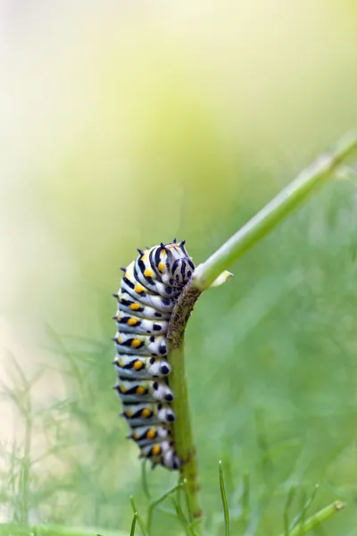 Zwarte Papilionidae caterpillar — Stockfoto