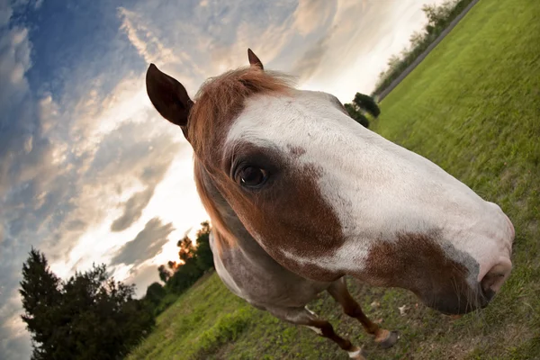 Koně při západu slunce — Stock fotografie