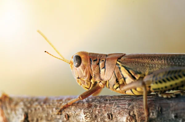 Gräshoppa — Stockfoto