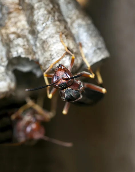 Wasp op nest — Stockfoto