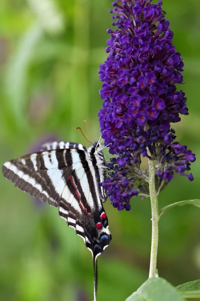 Zebra Papilionidae vlinder — Stockfoto
