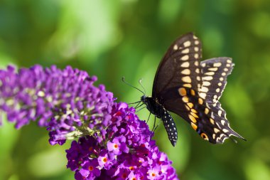 siyah swallowtail kelebek