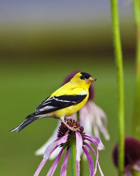 Dziki ptak kanarek — Zdjęcie stockowe