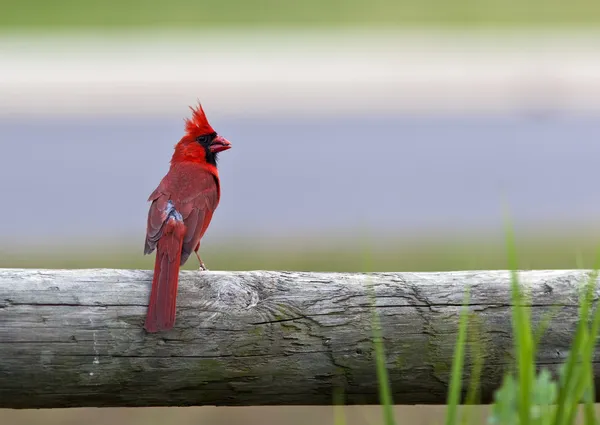 Cardinal Bird — Stock Photo, Image