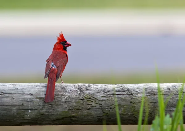 Kardinal fågel — Stockfoto