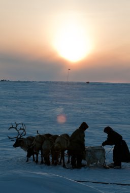 Rus Arctic Ren geyiği çobanları