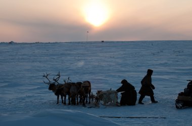 The reindeer herders of the Russian Arctic clipart
